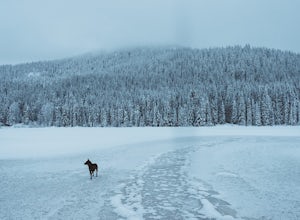 Why You Should Snowshoe to Trillium Lake on a Weekday