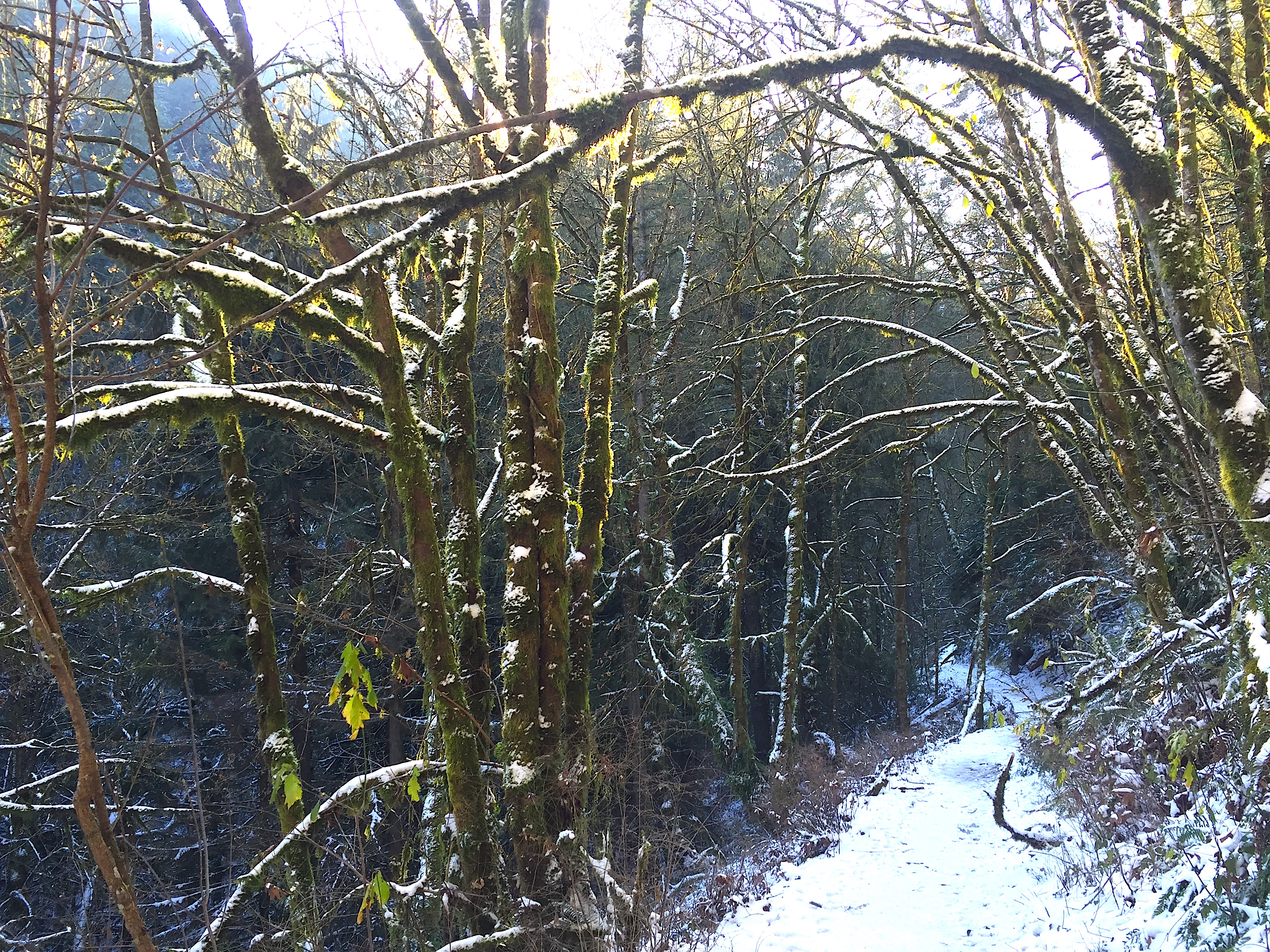 Lower Macleay Park to Pittock Mansion