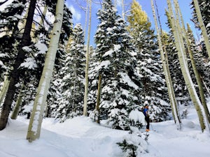 Backcountry Ski Beartrap Fork