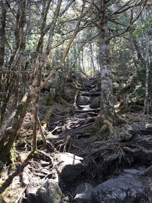 Deep Gap Trail at Mt. Mitchell State Park