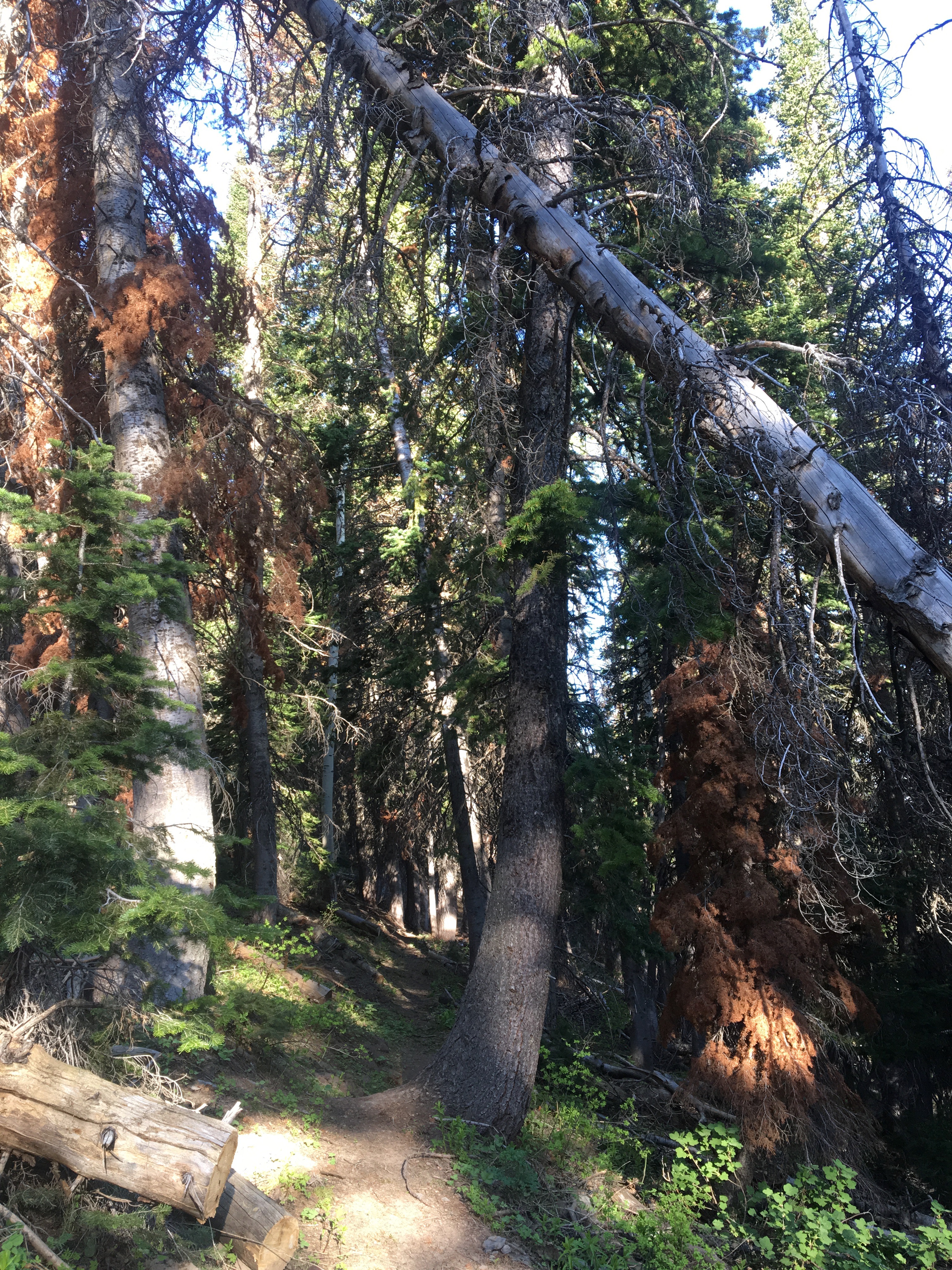 Hike to the Summit of Buckley Mountain 