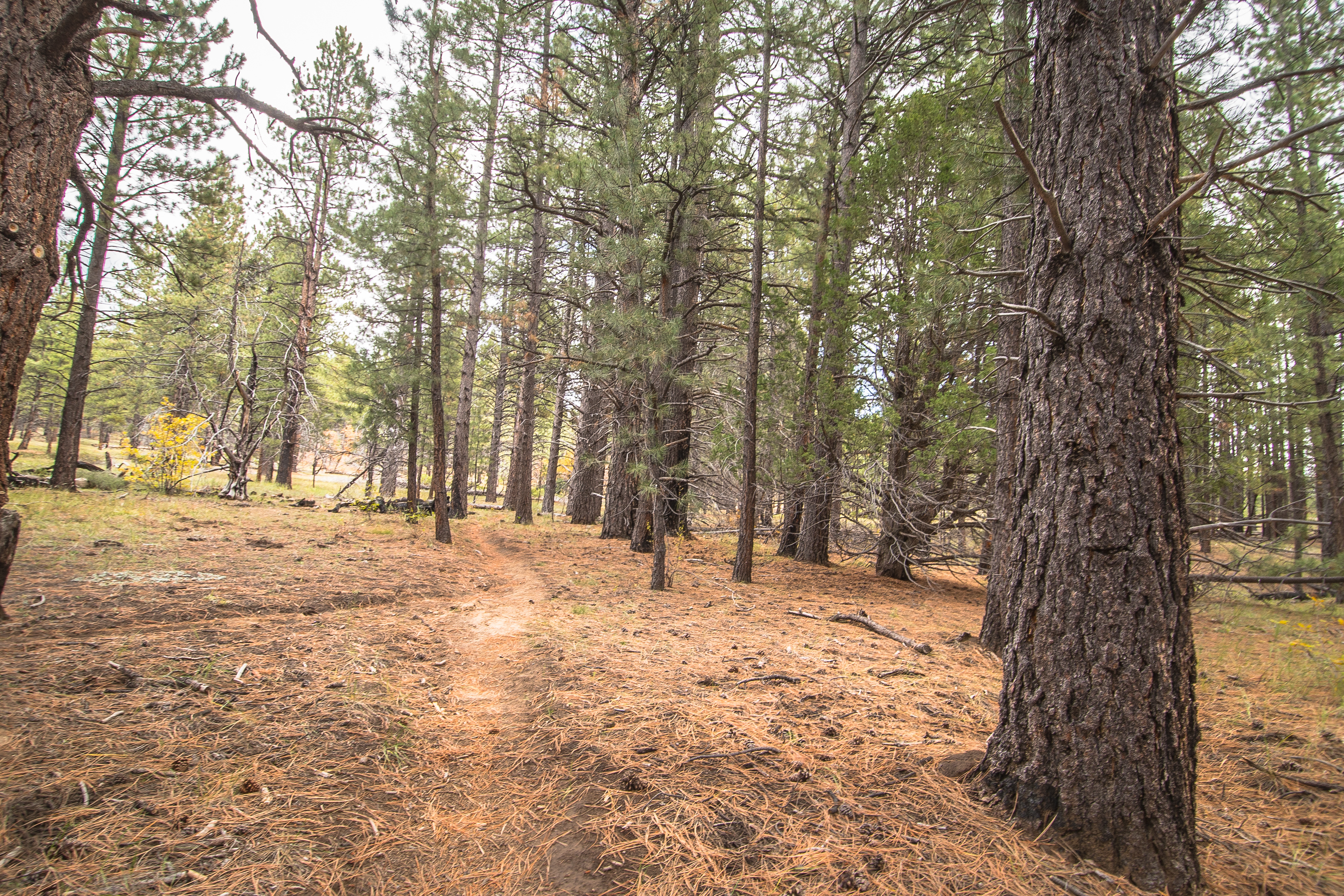 Wildcat Canyon Trail