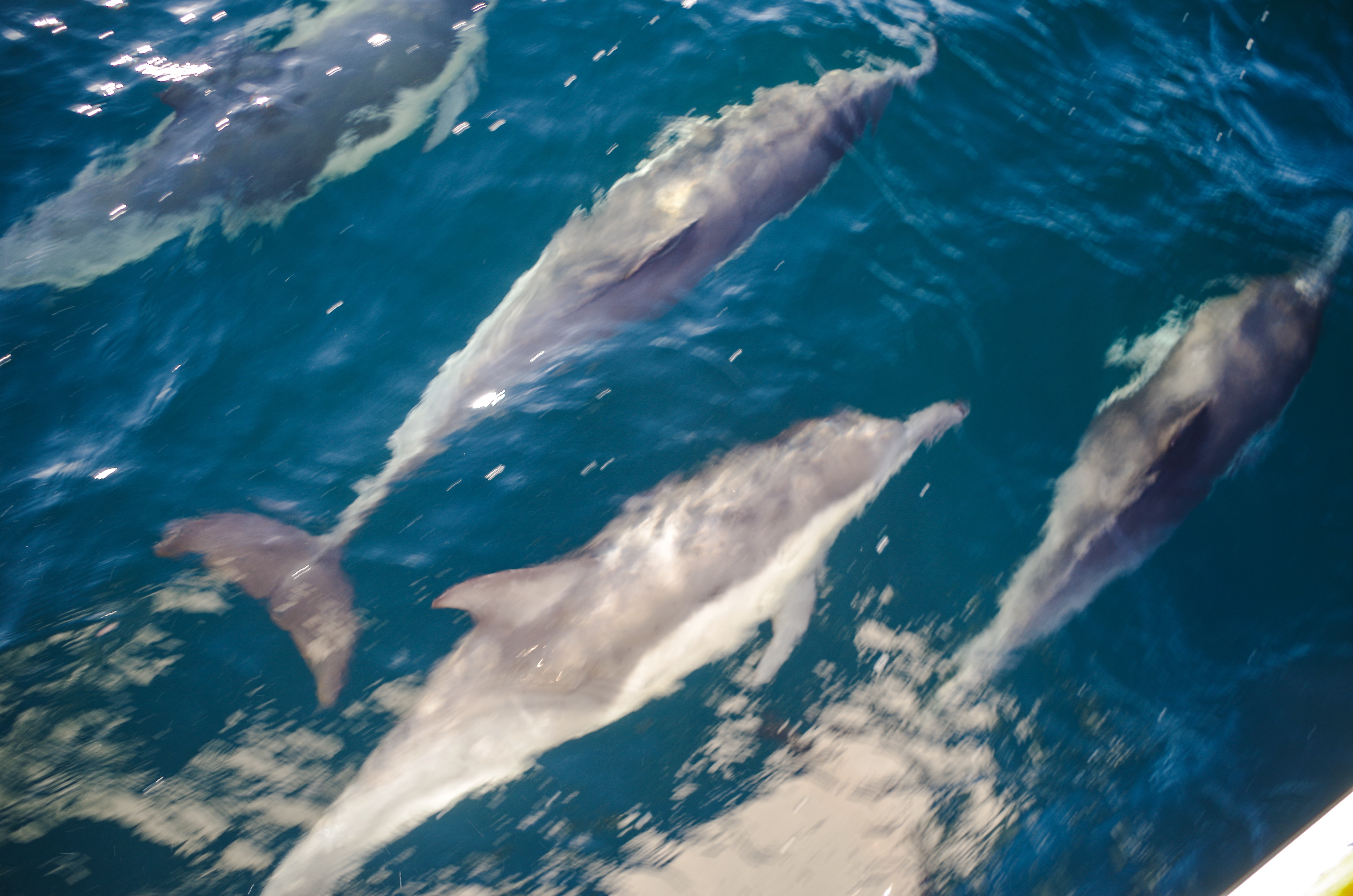 Visit Two Harbors, Catalina Island