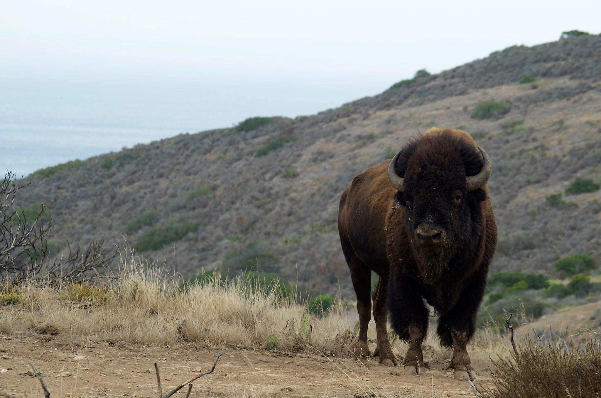 Visit Two Harbors, Catalina Island