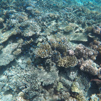 Snorkel the reef off of Nanuya Balavu Island