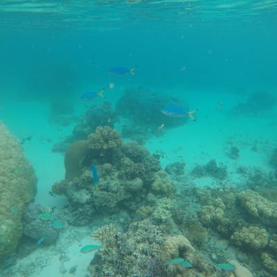 Snorkel the reef off of Nanuya Balavu Island