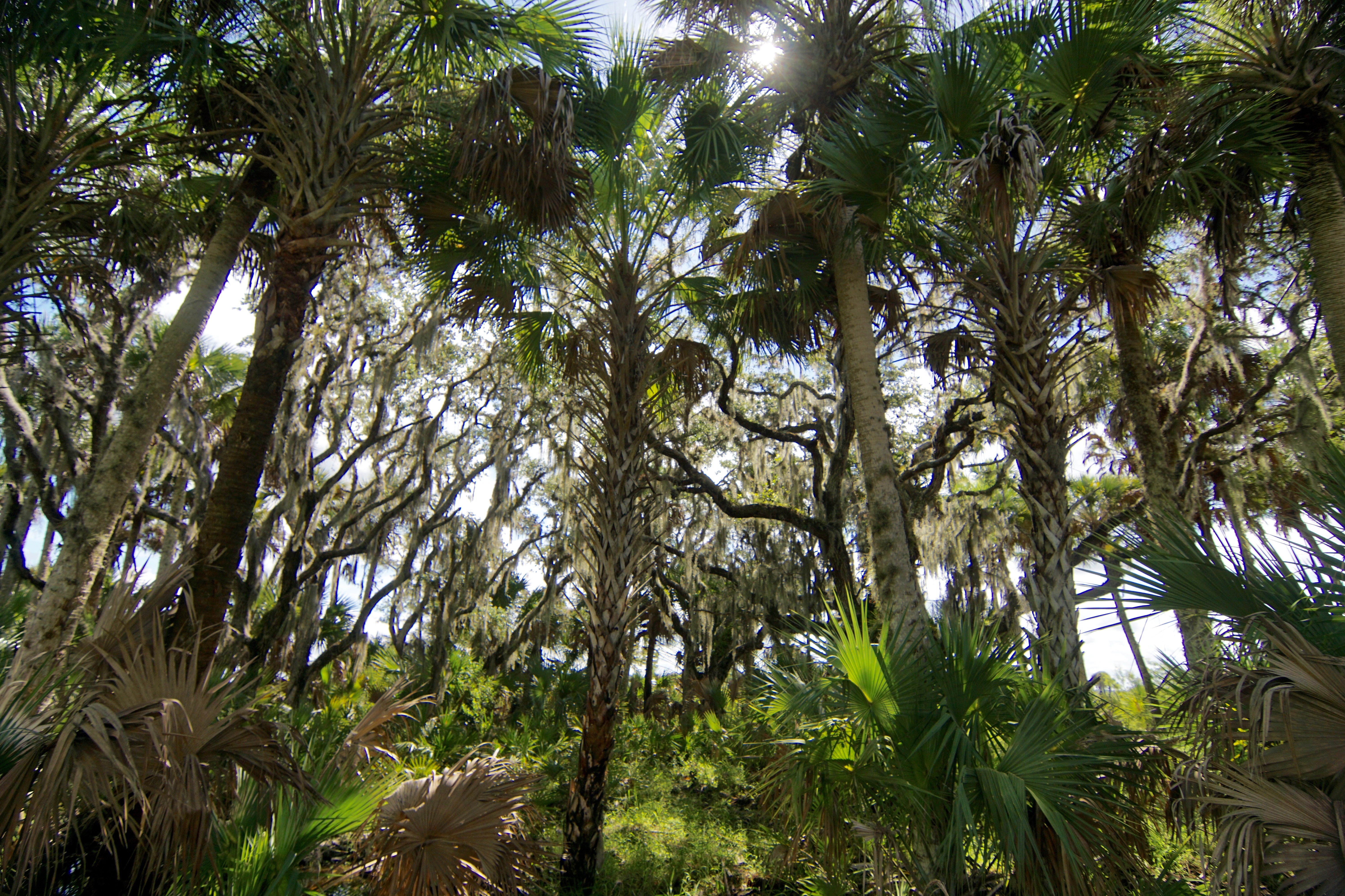 Camp at Kissimmee Prairie Preserve State Park