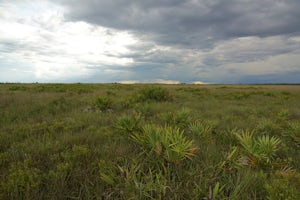 Camp at Kissimmee Prairie Preserve State Park