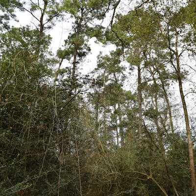 Houston Arboretum and Nature Center Outer Loop