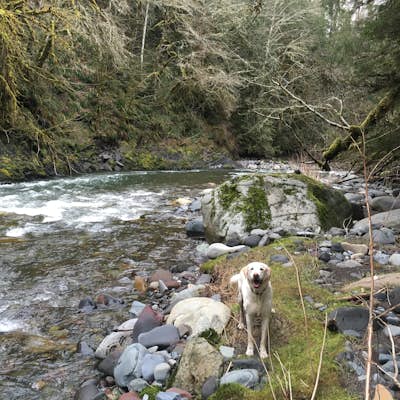Hike the Upper Foothills Trail along the Carbon River