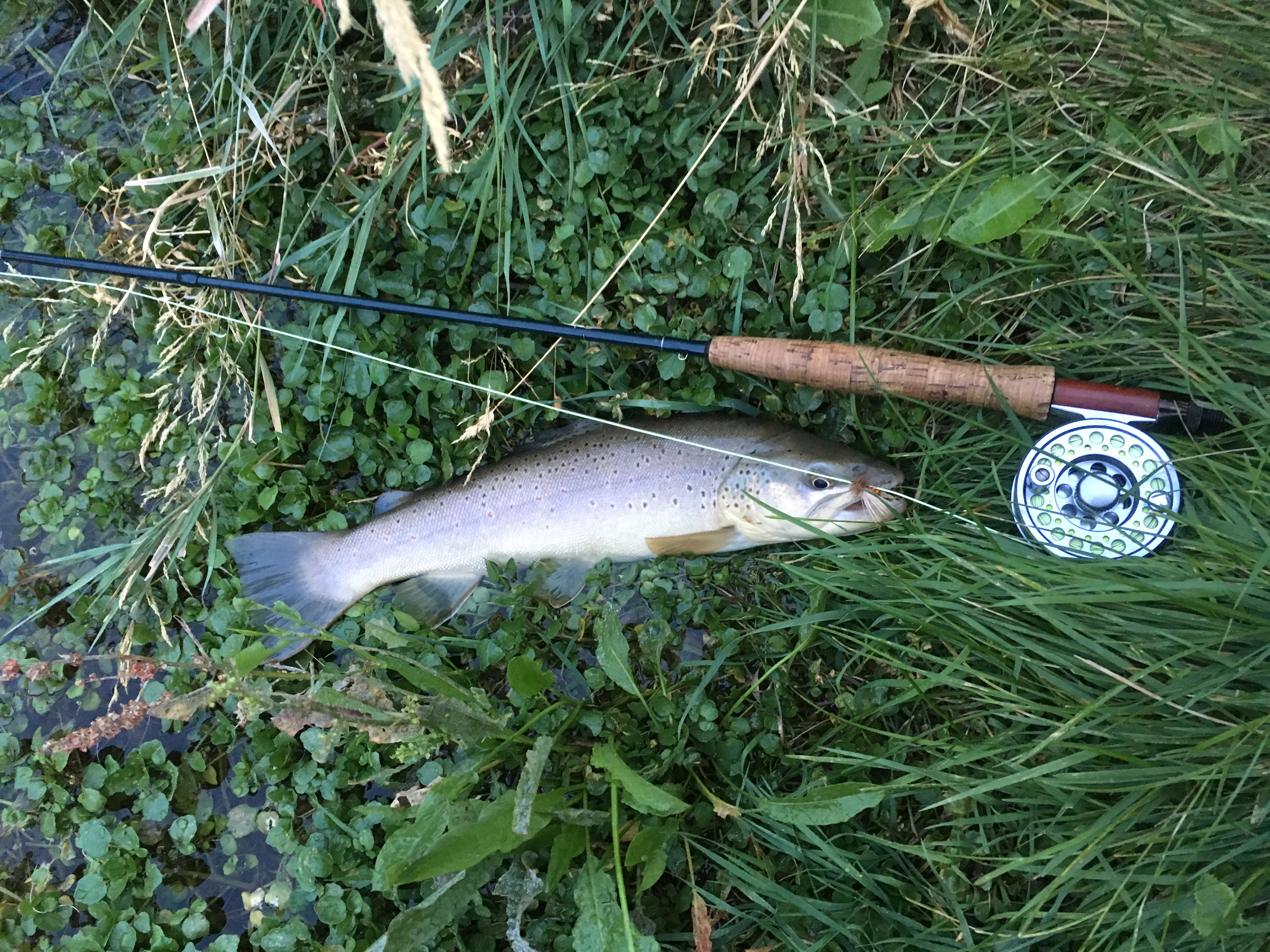 Hike and Fly-Fish Jone's Hole Creek