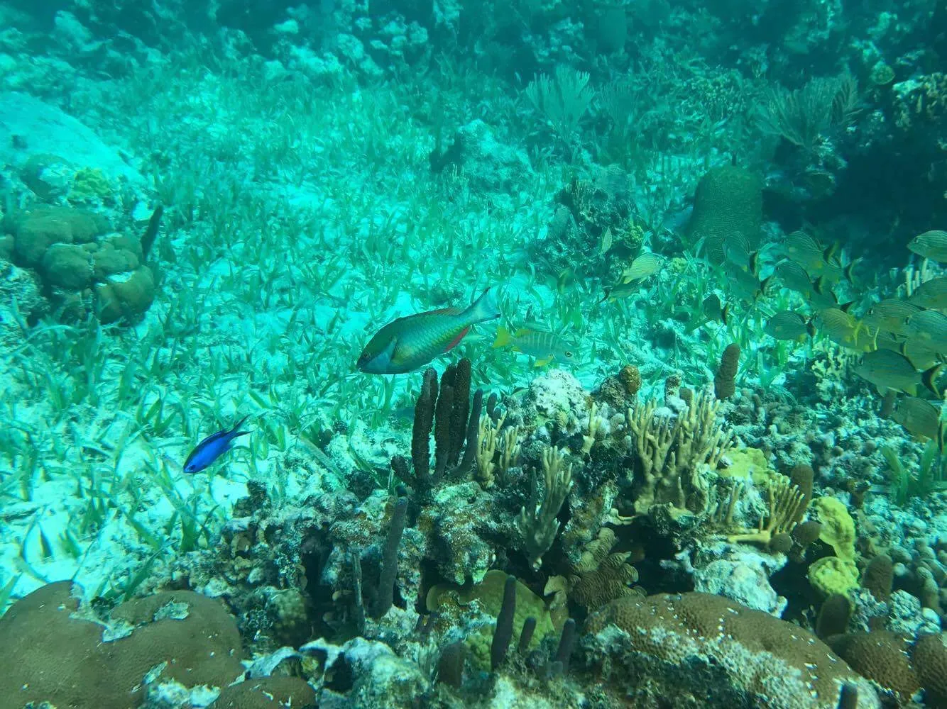 Swim with Sea Turtles in Akumal