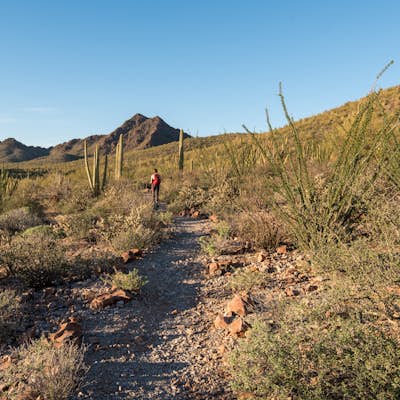 Hike the Desert View Trail
