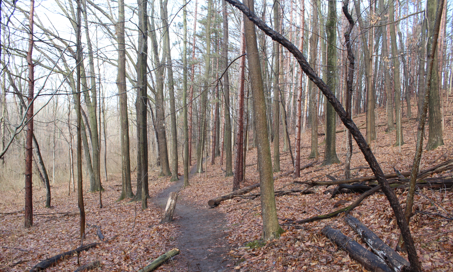 Hike Bird Hills Nature Area