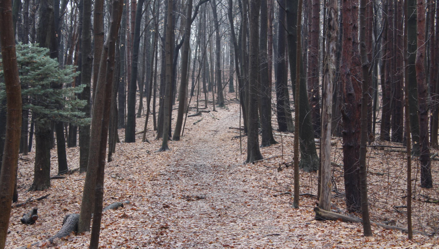 Hike Bird Hills Nature Area