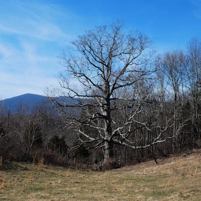 Hike to the Keffer Oak on the Appalachian Trail