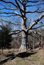 Hike to the Keffer Oak on the Appalachian Trail