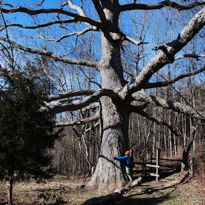 Hike to the Keffer Oak on the Appalachian Trail