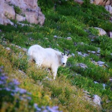 10 Photos of my Favorite Wildlife in Utah
