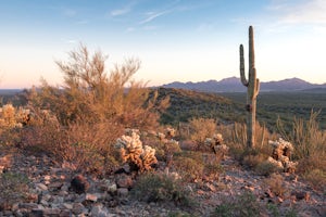 5 Reasons to Visit Organ Pipe Cactus National Monument This Winter