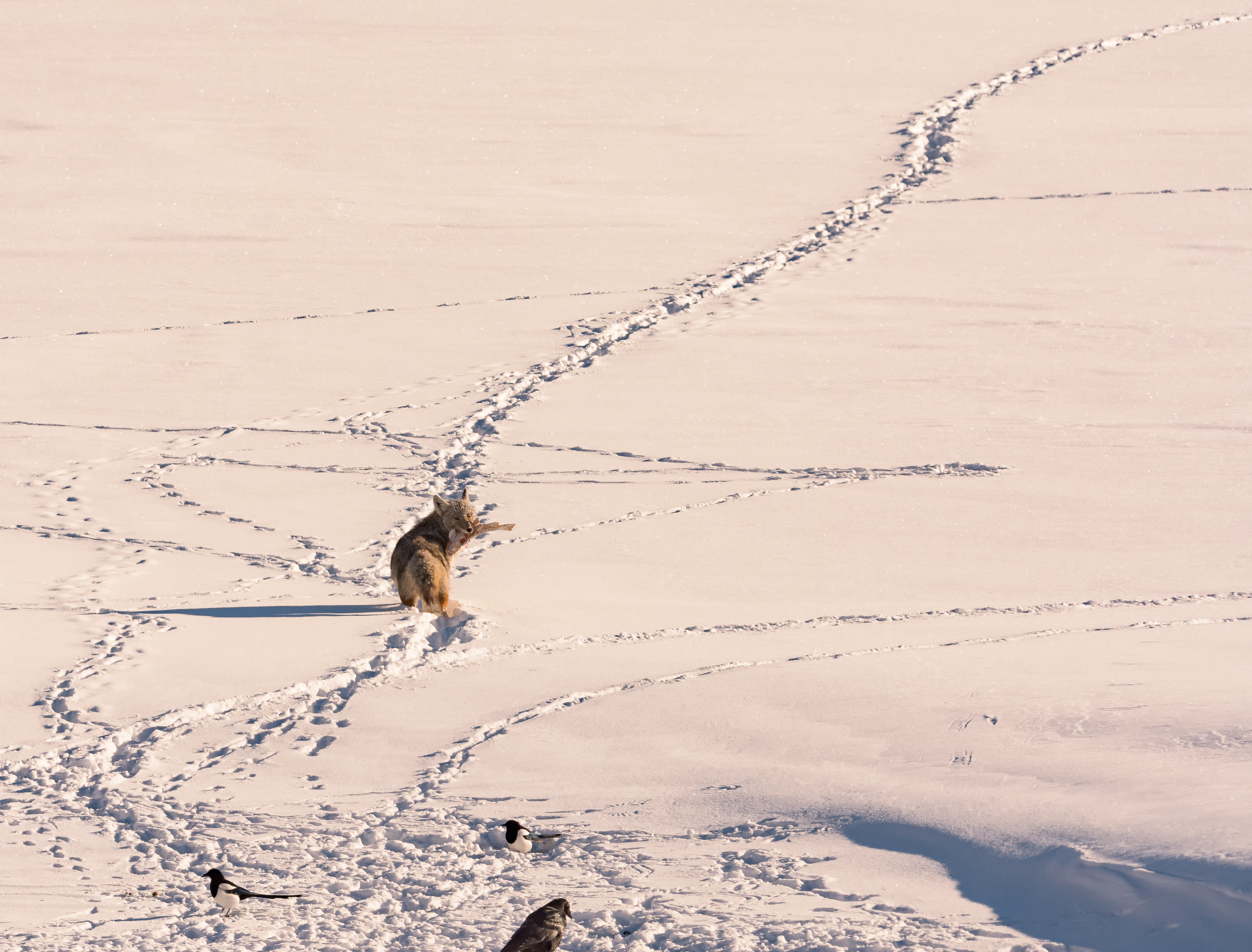 Winter Wildlife Photography in Grand Teton National Park 