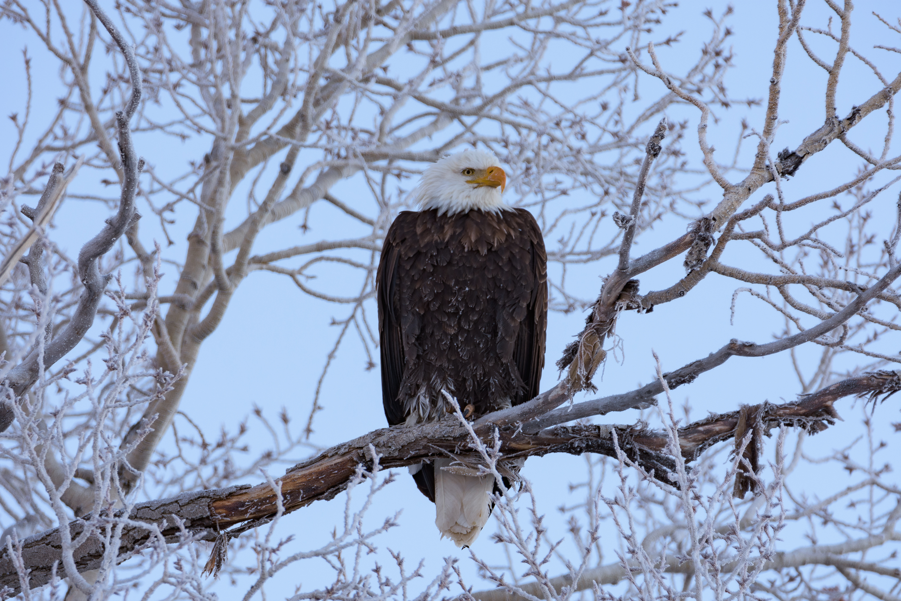Winter Wildlife Photography in Grand Teton National Park 