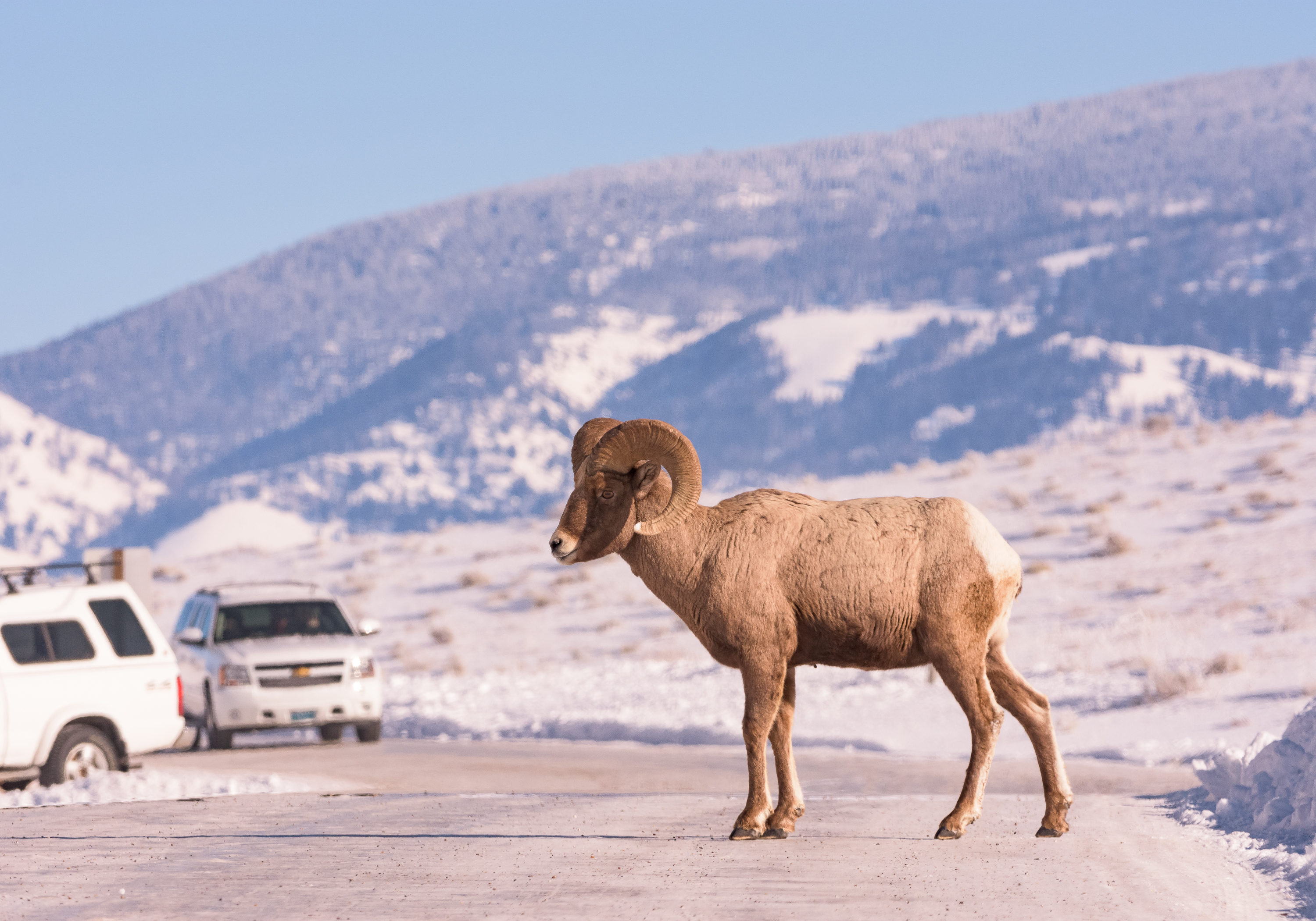 Winter Wildlife Photography in Grand Teton National Park 
