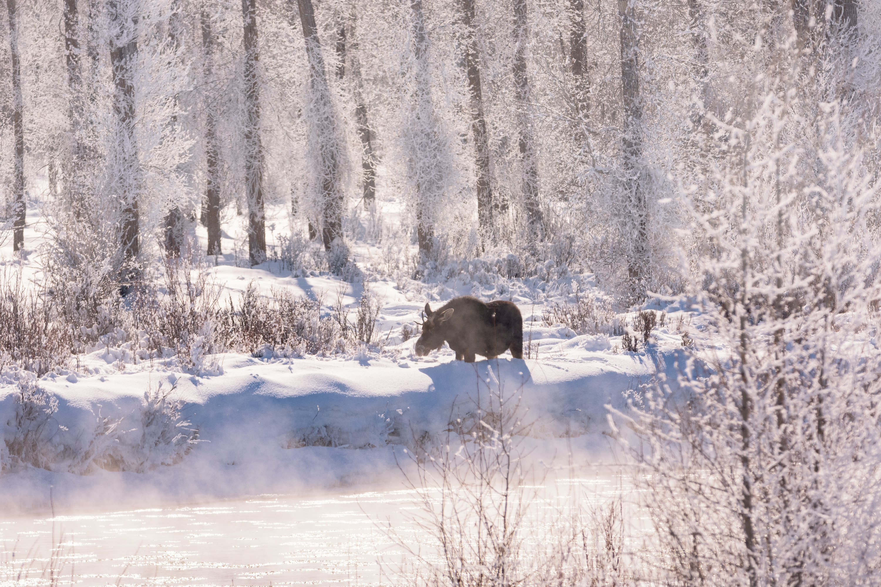 Winter Wildlife Photography in Grand Teton National Park 