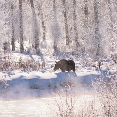 Winter Wildlife Photography in Grand Teton National Park 