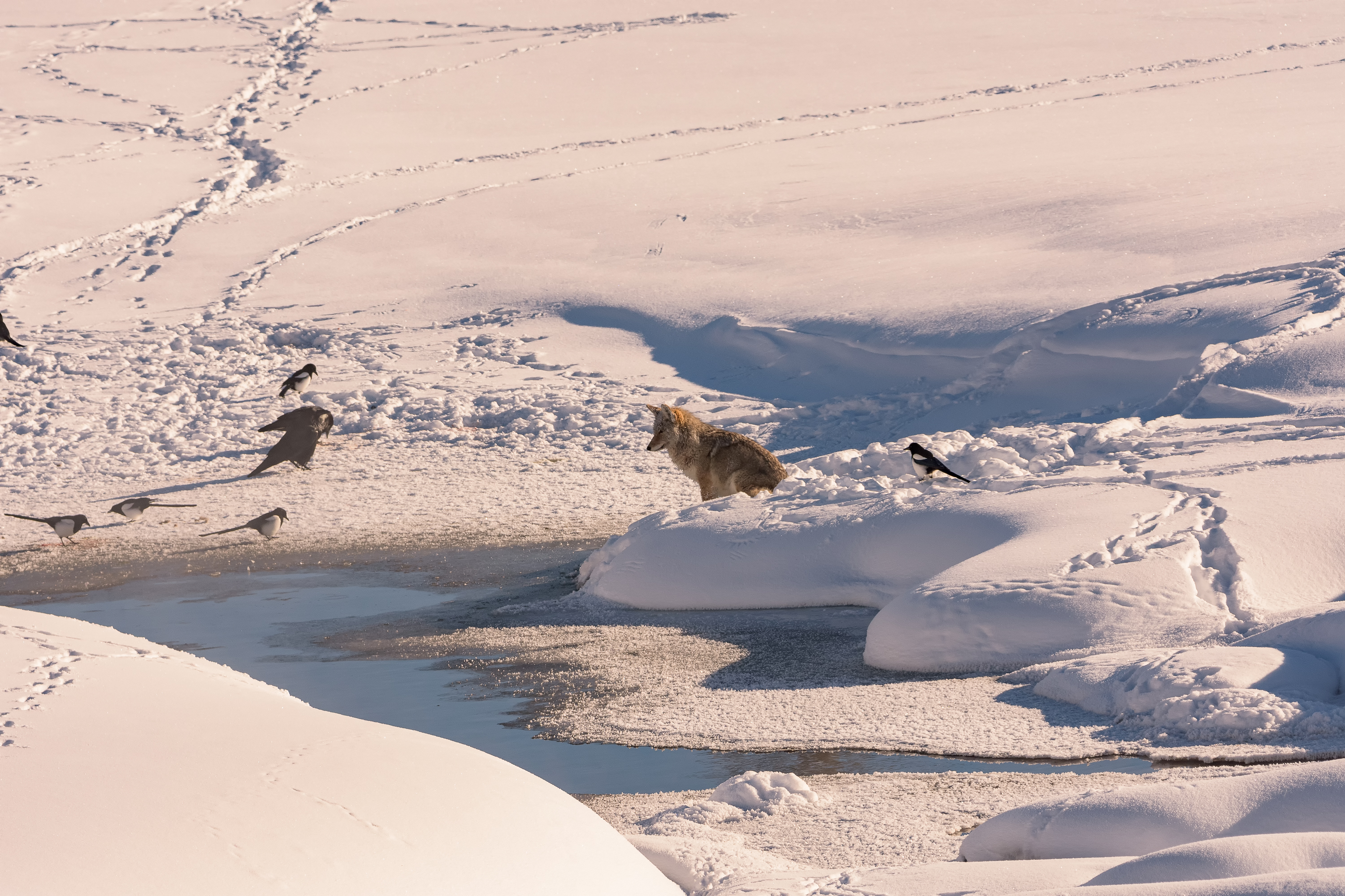 Winter Wildlife Photography in Grand Teton National Park 