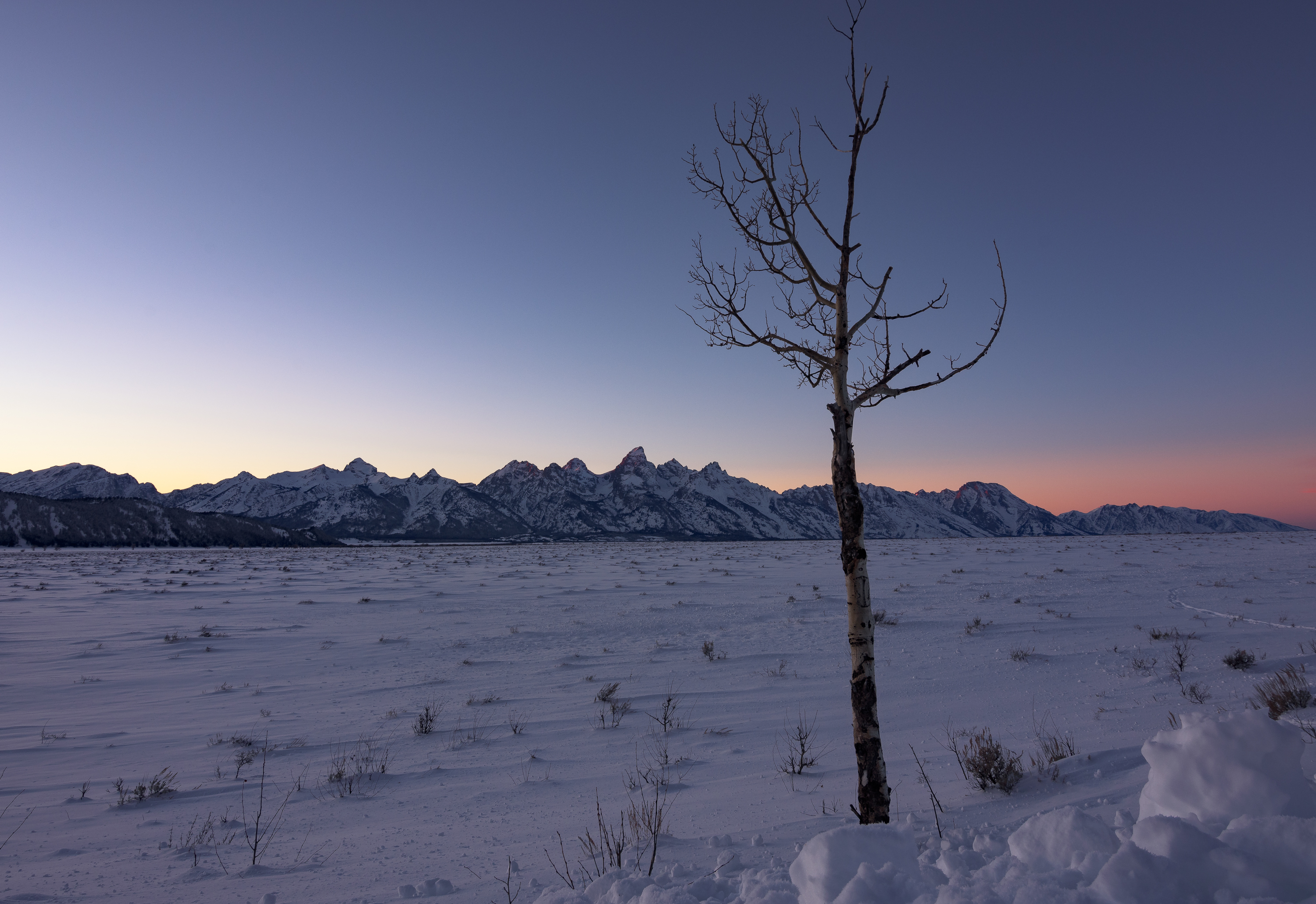 Winter Wildlife Photography in Grand Teton National Park 