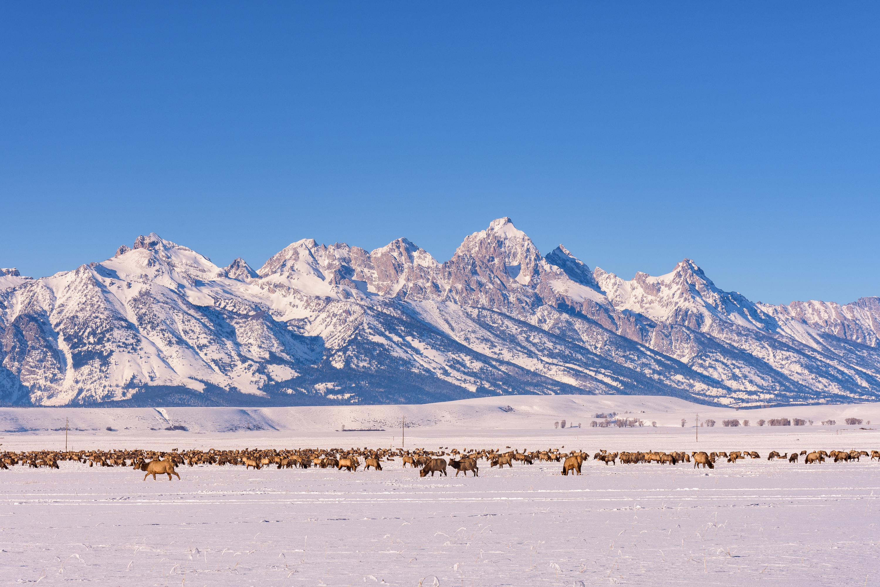 Winter Wildlife Photography in Grand Teton National Park 