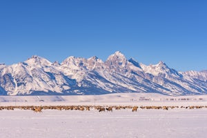 Winter Wildlife Photography in Grand Teton National Park 