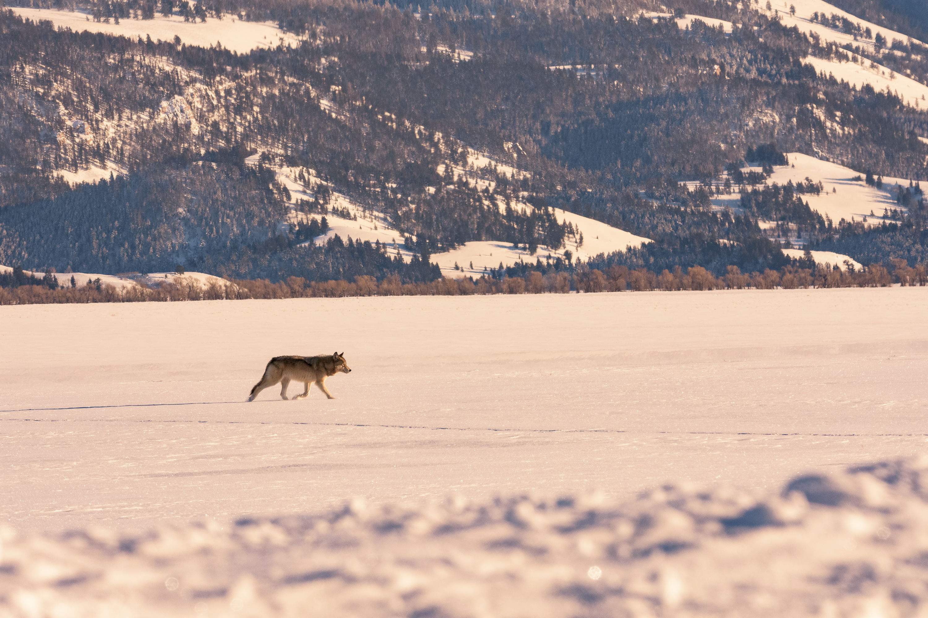 Winter Wildlife Photography in Grand Teton National Park 
