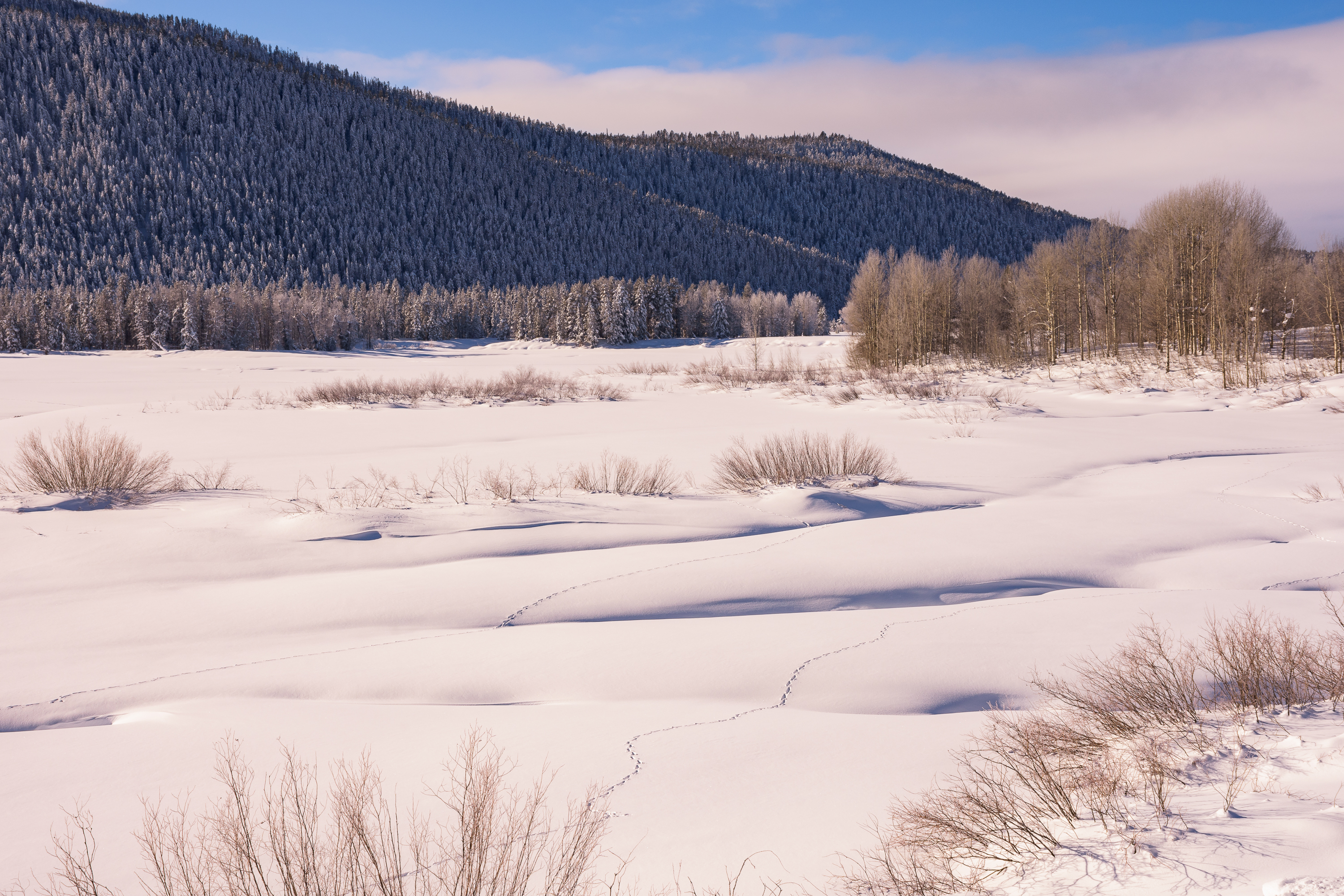 Winter Wildlife Photography in Grand Teton National Park 