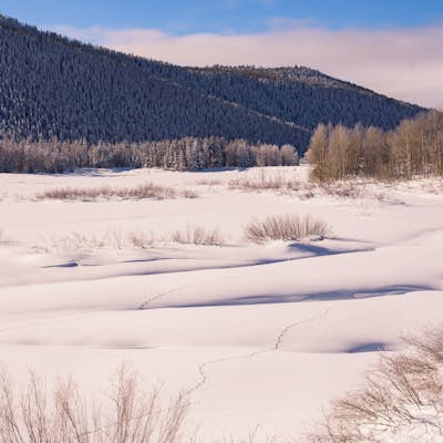 Winter Wildlife Photography in Grand Teton National Park 