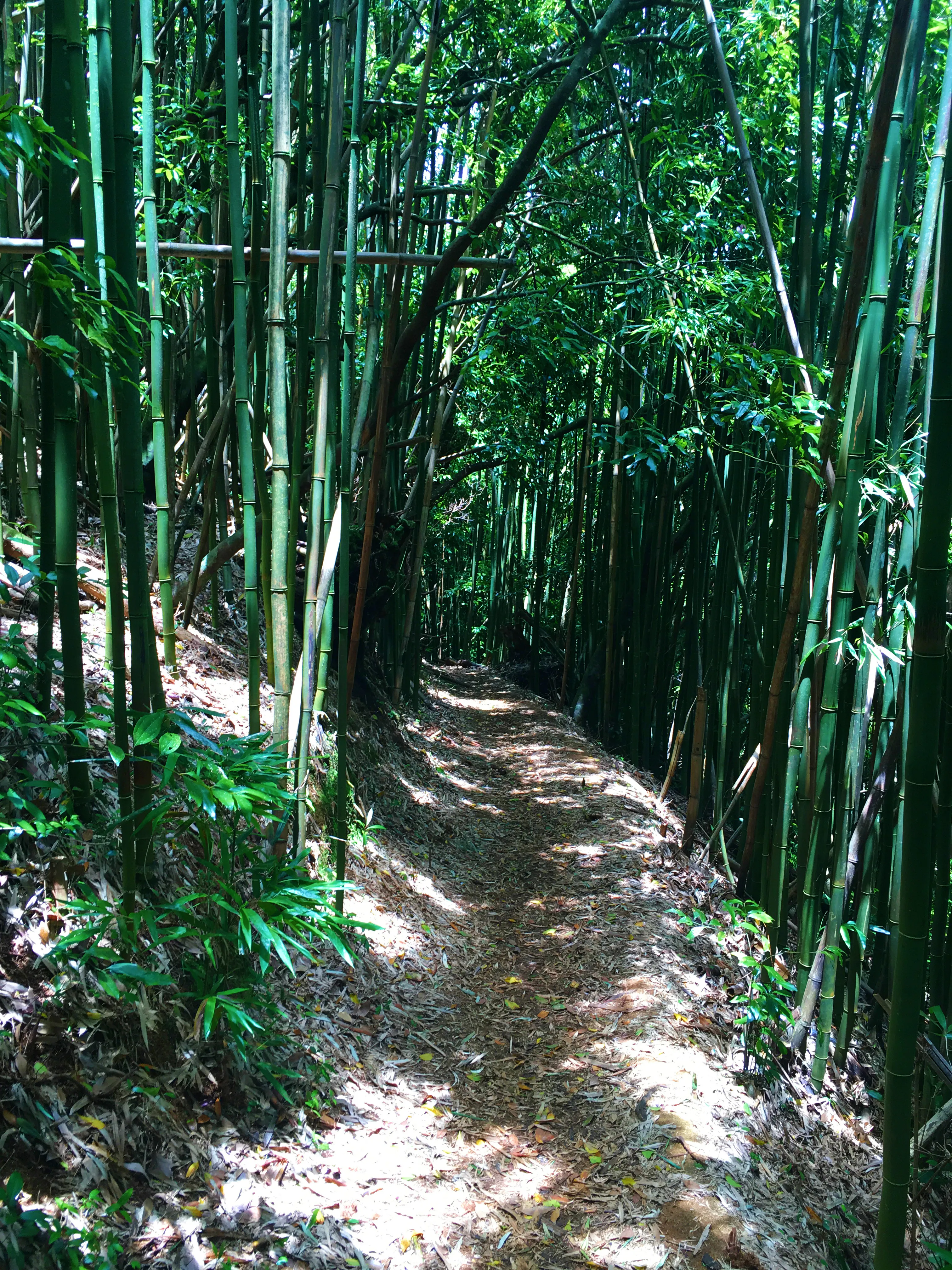 Aihualama Trail 
