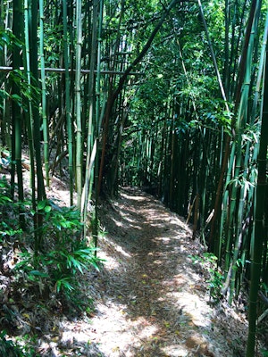 Hike the Aihualama Trail , Manoa Falls Trail