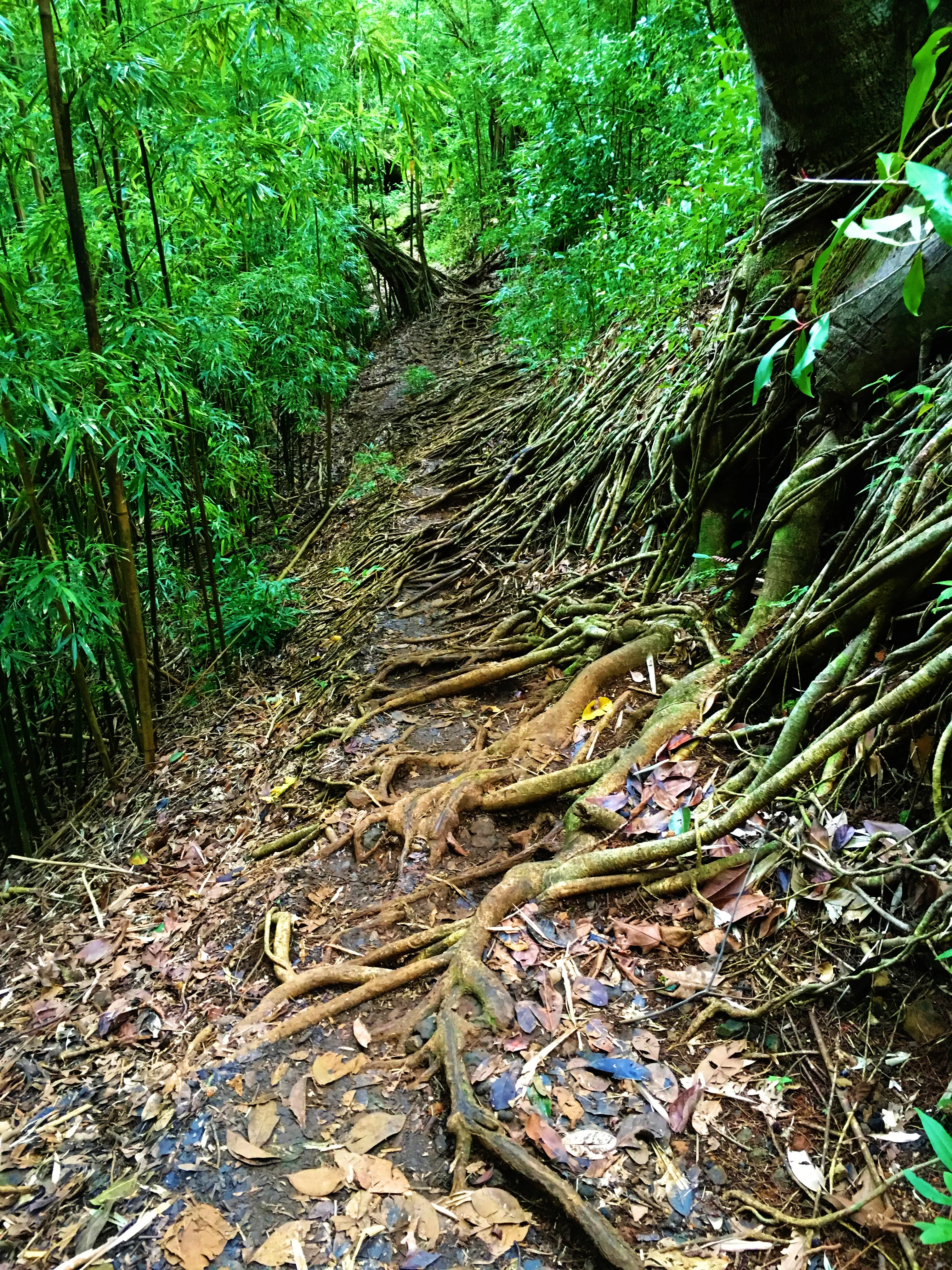 Aihualama Trail 
