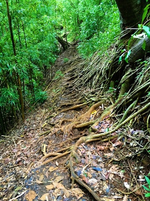 Hike the Aihualama Trail , Manoa Falls Trail