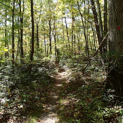 Hike the Perkins/Fahnestock/Charcoal Burners Trail Loop