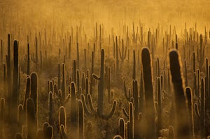 Hike the Hugh Norris Trail, Saguaro National Park 