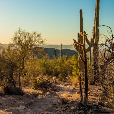 Hike the Hugh Norris Trail, Saguaro National Park 
