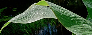 It's Now or #Neverglades: The Impact of Climate Change on Everglades National Park