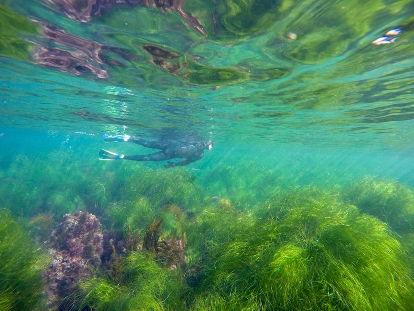 Swim in La Jolla Cove, San Diego