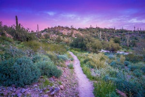 Hike the Wild Burro Trail