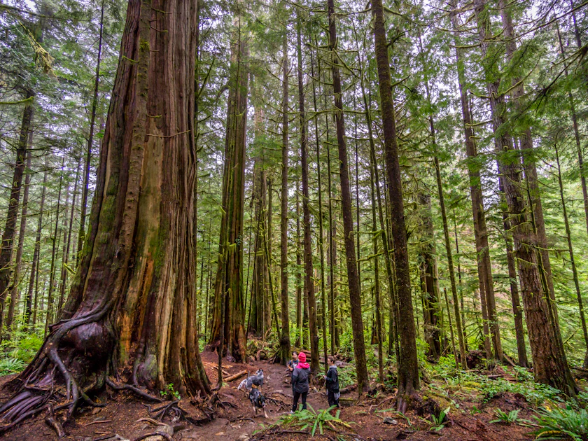Old Growth Forests Are Still Being Logged on Vancouver Island