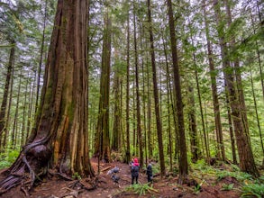 Old Growth Forests Are Still Being Logged on Vancouver Island 