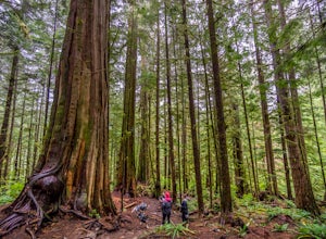 Old Growth Forests Are Still Being Logged on Vancouver Island 