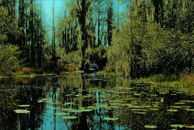 Don't go pokin' in the Okefenokee 